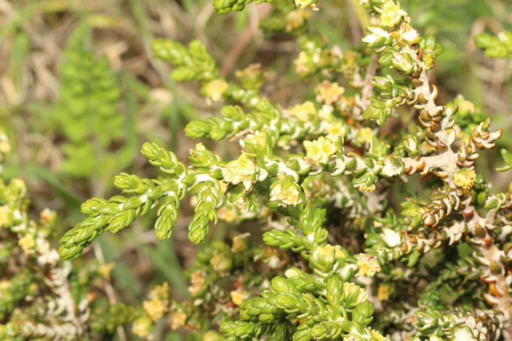 Salicornia?